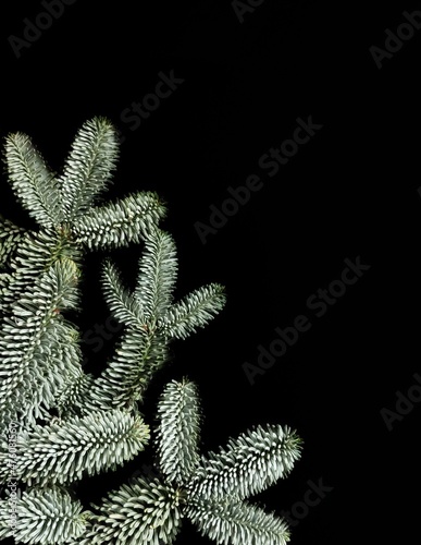 Nobilis fir branches with copy space photo