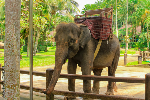 Cute Elephant in safari park on Bali, Indonezia photo