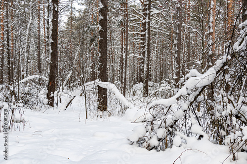 Beautiful landscape of winter snowy forest  © fizke7