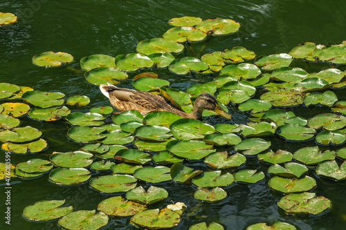 Wild brown mallard duck on a green pond water with water lily leaves on the surface © elenakirey