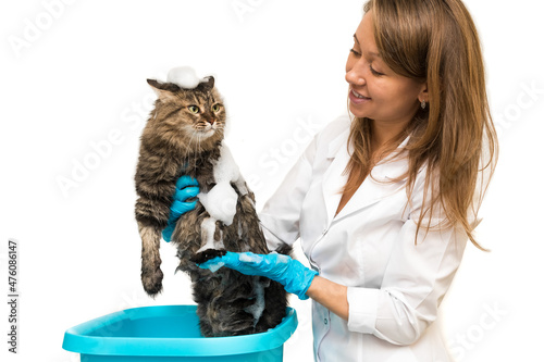 A girl in blue gloves washes a cat in a basin photo