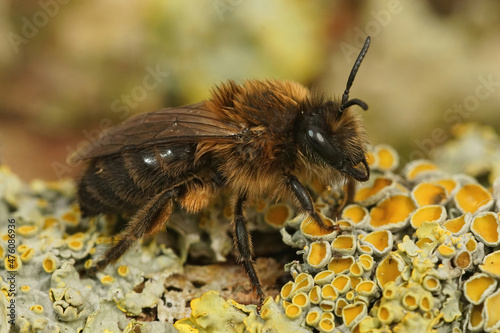 Closeup on a wed , hairy, brown, Vernal plasterer bee, Colletes photo