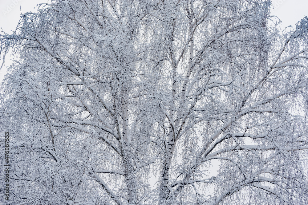 Tree trunk and branches in the winter forest. Tree trunk and branches in the winter forest.