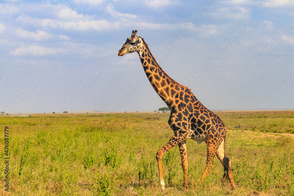Naklejka premium Giraffe in savanna in Serengeti national park in Tanzania. Wild nature of Tanzania, East Africa
