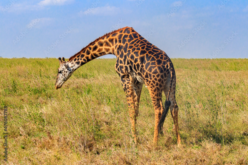 Fototapeta premium Giraffe in savanna in Serengeti national park in Tanzania. Wild nature of Tanzania, East Africa