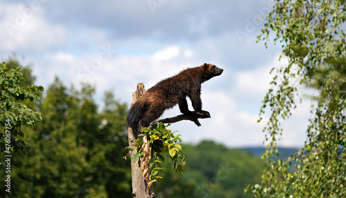 Wolverine aka wolverene - Gulo gulo - resting on top of dry tree, blurred forest and sky background photo