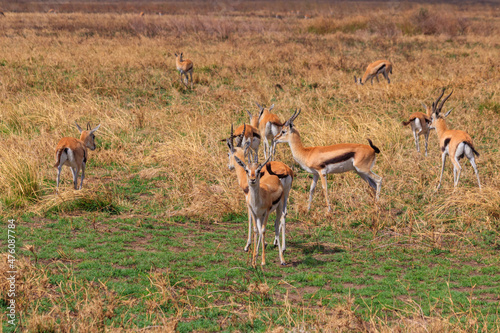 Herd of impala (Aepyceros melampus) running in savannah in Serengeti National Park, Tanzania