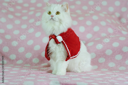 A white cat in a Christmas dress sitting on a pink bed