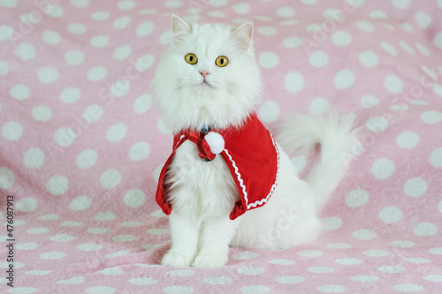 A white cat in a Christmas dress sitting on a pink bed