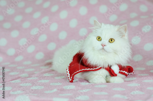 Closeup shot of white cat with christmas, persian cat with red dress