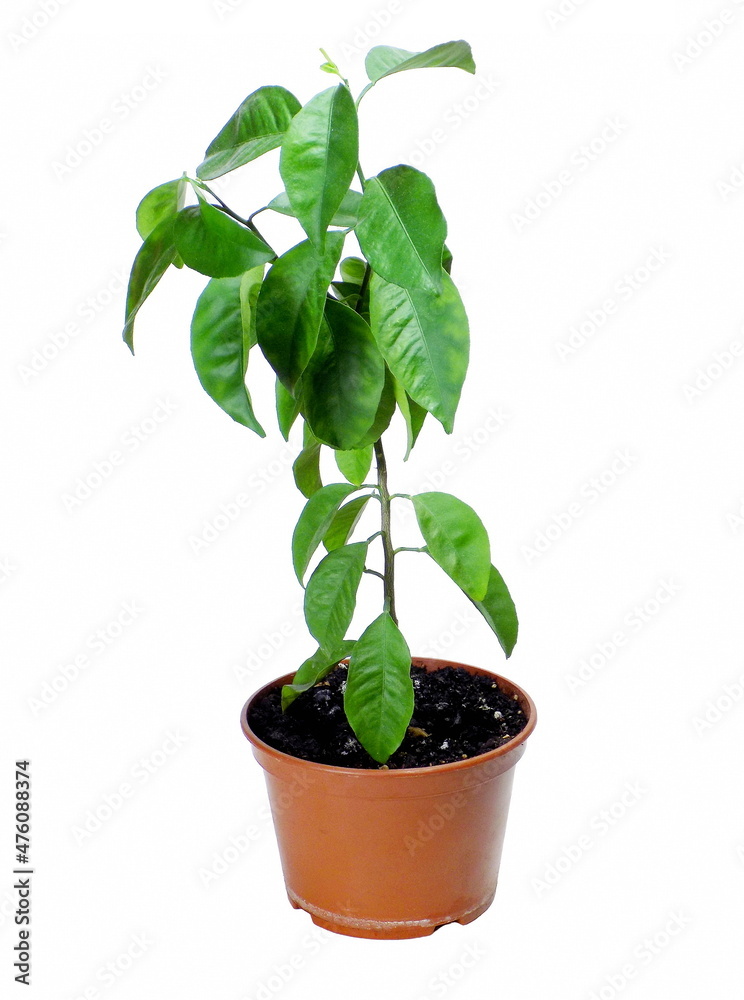 Tangerine seedling in a pot isolated on white background Tangerine seedling in a pot isolated on white background