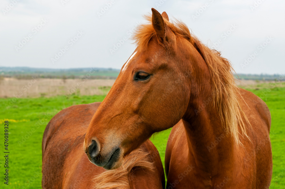 wild horse on a large meadow with beautiful scenery of blue sky and quiet at sunrise wild horse on a large meadow with beautiful scenery of blue sky and quiet at sunrise