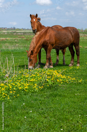 wild horse on a large meadow with beautiful scenery of blue sky and quiet at sunrise