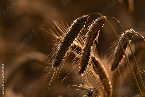 Rye ears ripening before harvest. Cereal in the field. Grains in ears.