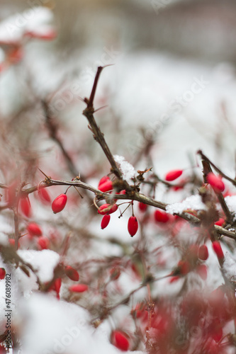Czerwone owoce dzikiej róży zima śnieg detal