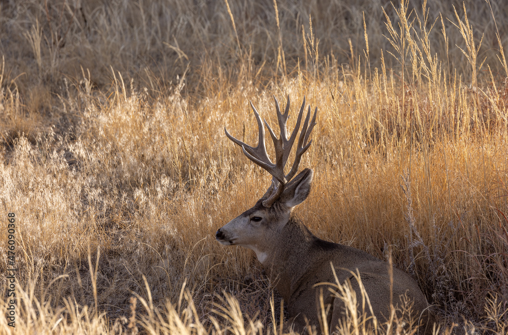 Buck Mule Deer in the Rut in Autumn in Colorado Buck Mule Deer in the Rut in Autumn in Colorado
