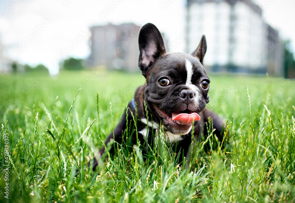 French Bulldog dog. He lies in the green grass. The dog is 5 months old