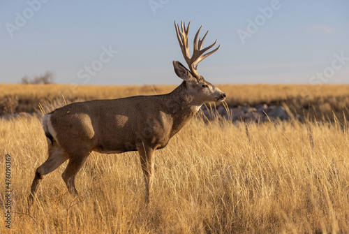 Buck Mule Deer in the Rut in Autumn in Colorado