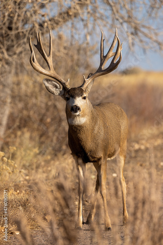 Buck Mule Deer in the Rut in Autumn in Colorado © natureguy