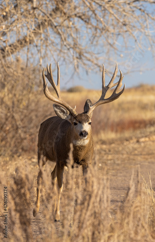 Buck Mule Deer in the Rut in Autumn in Colorado