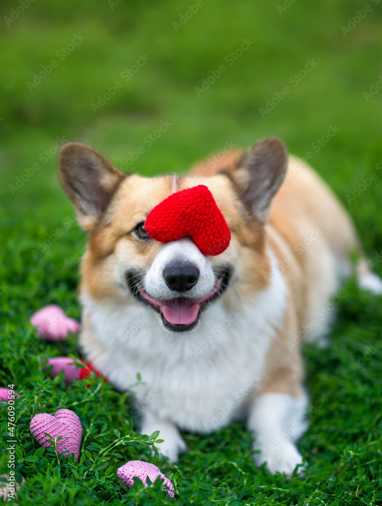 cute corgi puppy sits on the green grass and holds a red heart on the nose