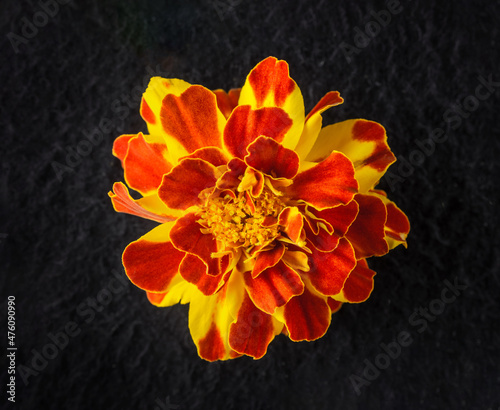 Studio shot of flower on black background. Closeup. Nature.