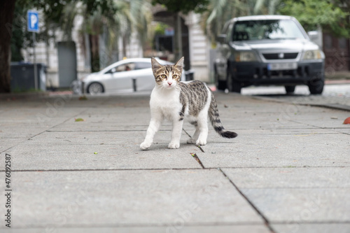 A small stray kitten walking in the middle of the street. Homeless animals on the city streets