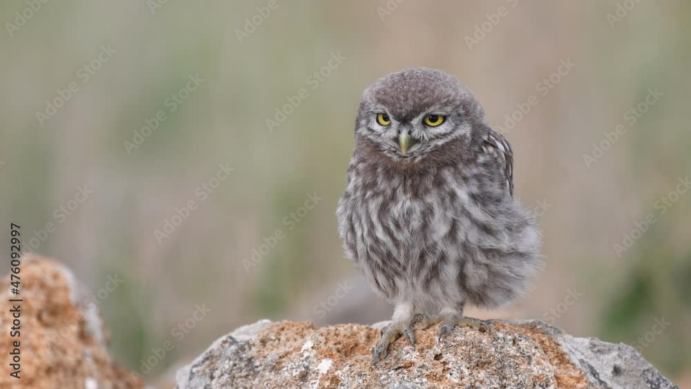 Little owl in natural habitat Athene noctua. Owl cleans its feathers. Sound of nature. Little owl in natural habitat Athene noctua. Owl cleans its feathers. Sound of nature.
