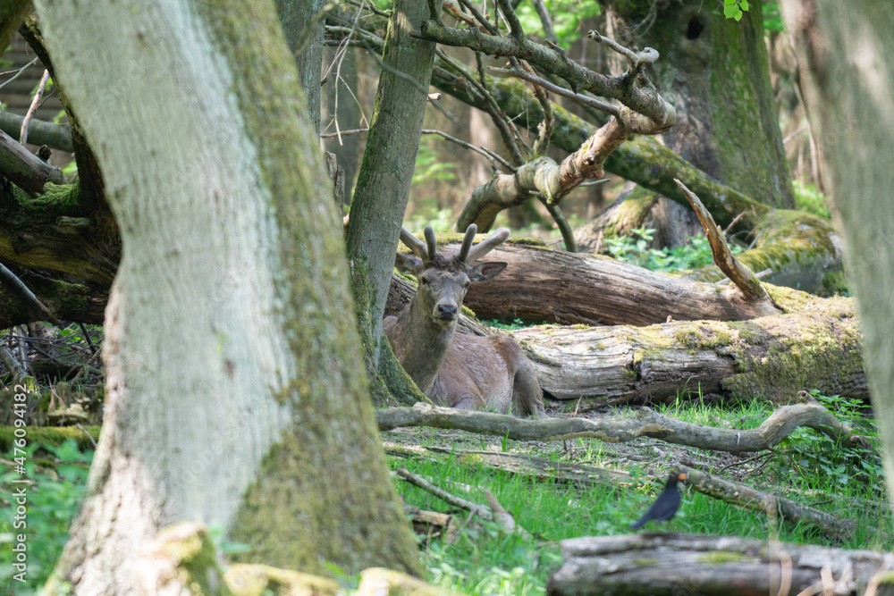 Hirsch Hirsch