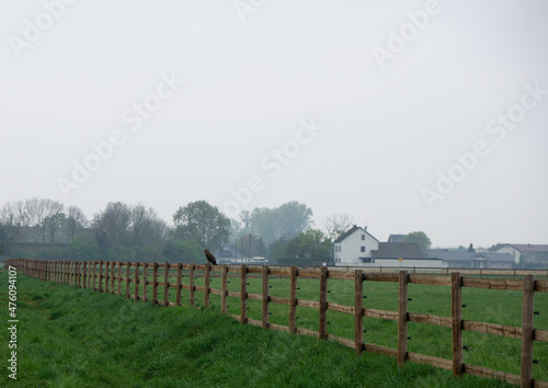 Greifvogel auf Zaun