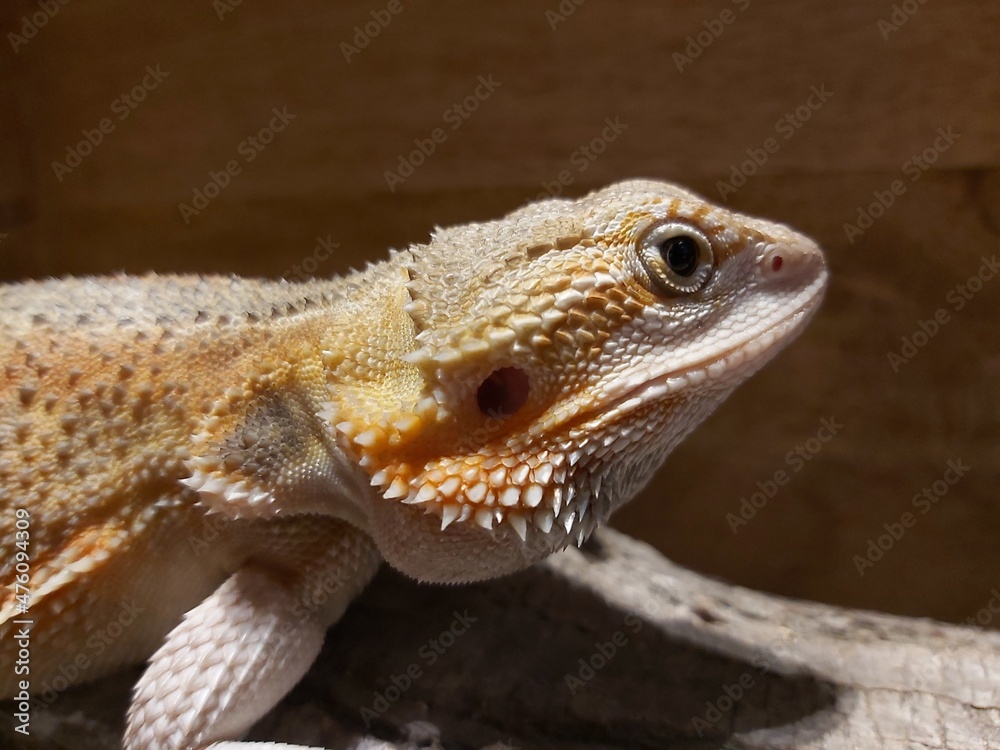 Fototapeta premium bearded dragon lizard