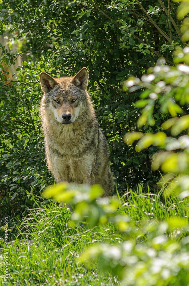 a wolf between the trees is watching me straight a wolf between the trees is watching me straight