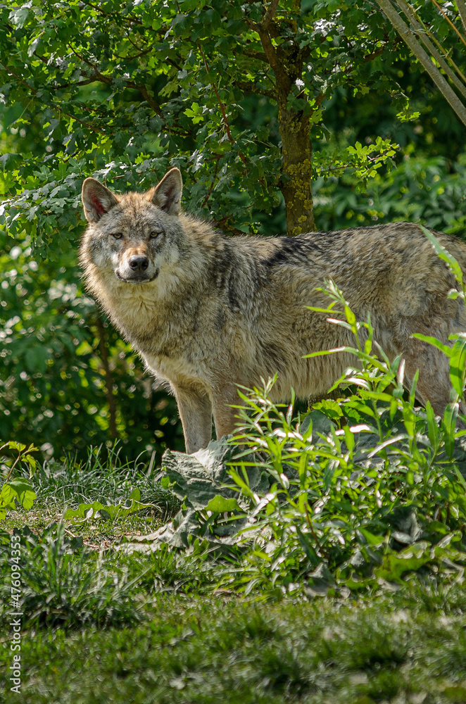 Obraz premium a wolf between the trees is watching me straight