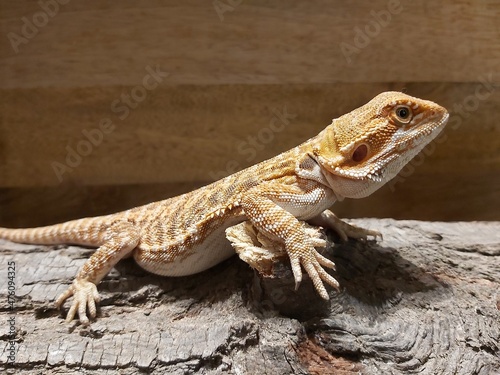 bearded dragon lizard