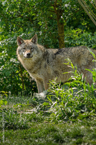 a wolf between the trees is watching me straight