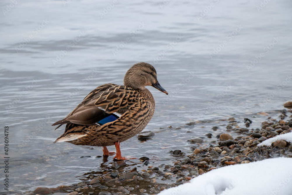 A mallard duck walking on the shore in winter A mallard duck walking on the shore in winter