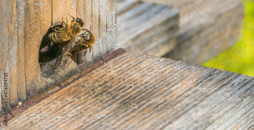 Bienen an Bienenstock