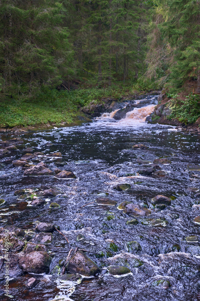 stormy mountain river among dense coniferous forest in Karelia, Russia stormy mountain river among dense coniferous forest in Karelia, Russia