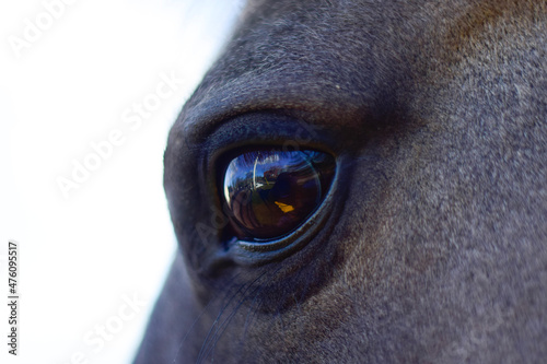 Eye of a gentle grey horse © Julie