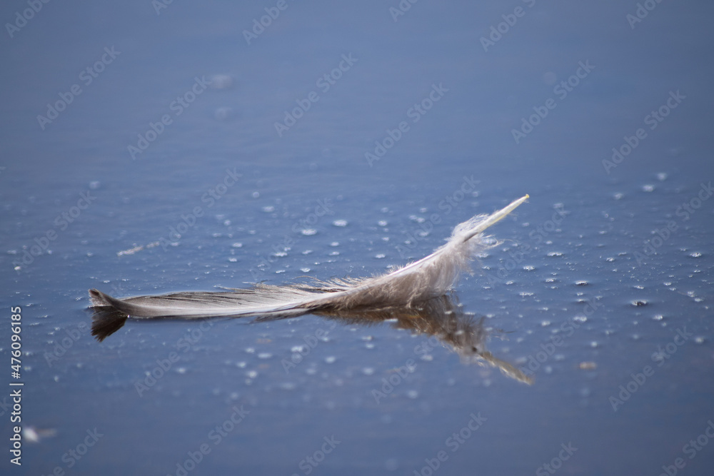 Naklejka premium Single feather floating in water