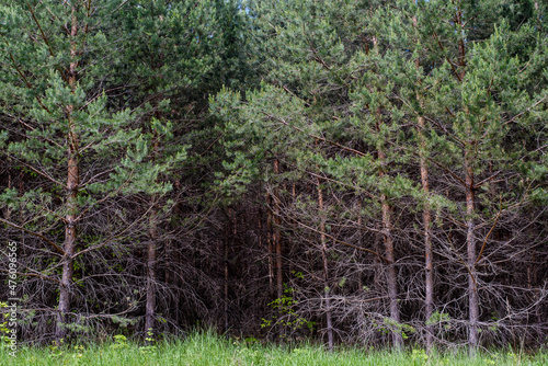 Dry trees in a dark spruce forest photo