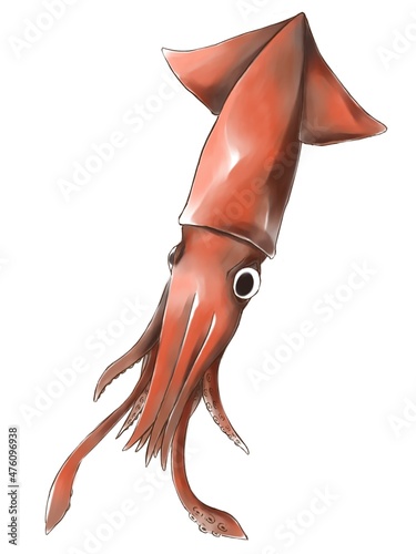Illustration of humboldt squid in drawing and water color style photo
