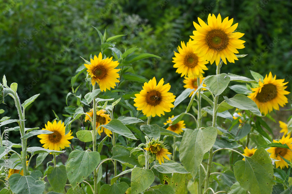 Sunflowers in Knoxville, Tennessee Sunflowers in Knoxville, Tennessee