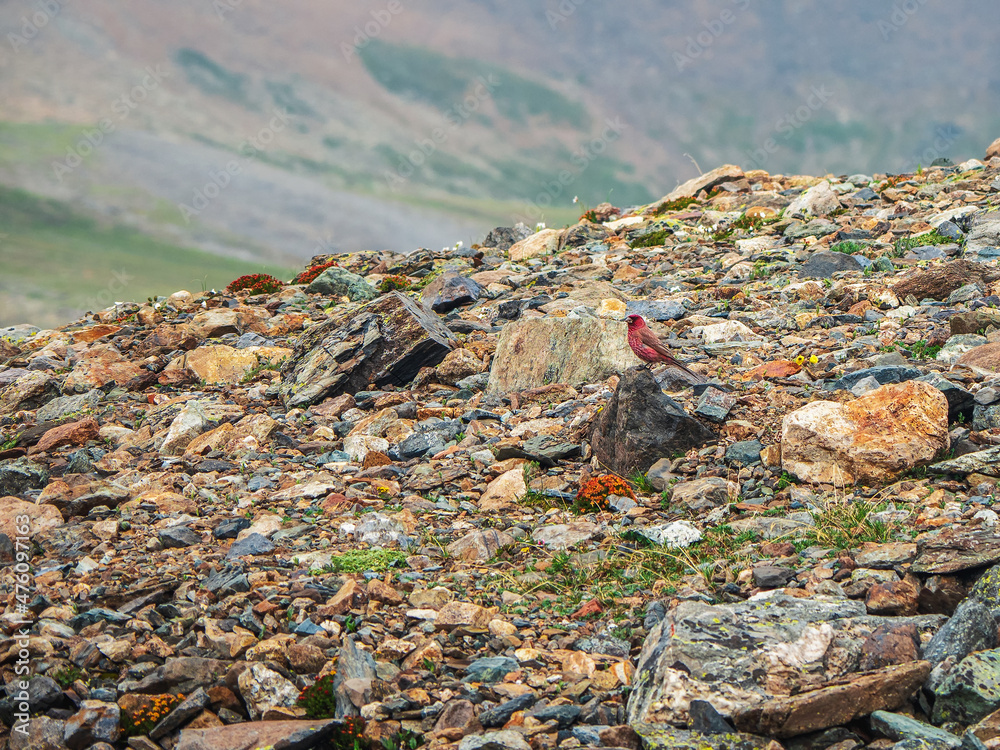 Great Rosefinch (Carpodacus rubicilla) rest on a rock. Altai mountains. Siberia.