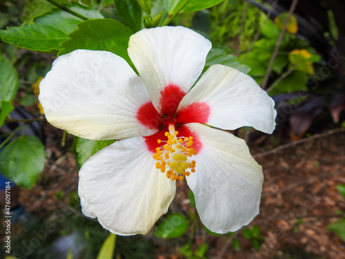 Fototapeta Naklejka Na Ścianę i Meble -  White hibiscus flower
