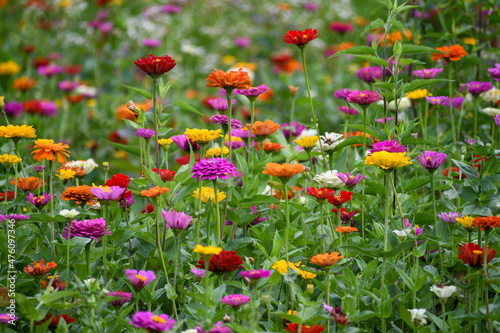 Field of zinnias in Knoxville, Tennessee