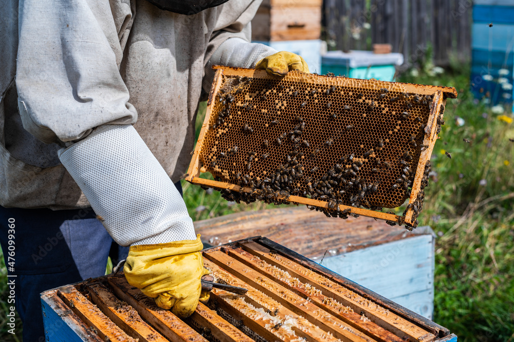 Close-up shot of beekeeper showing honeycomb frame with working bees making honey. Apiculture. Natural product. Beeswax. Bee farm. Close-up shot of beekeeper showing honeycomb frame with working bees making honey. Apiculture. Natural product. Beeswax. Bee farm.
