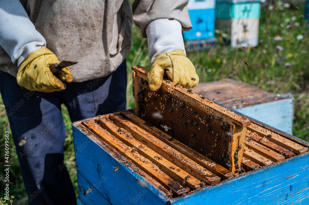 Macro shot of a bees inside honeycombs. The man hands of the beekeeper take out a hive part. Macro shot of a bees inside honeycombs. The man hands of the beekeeper take out a hive part.