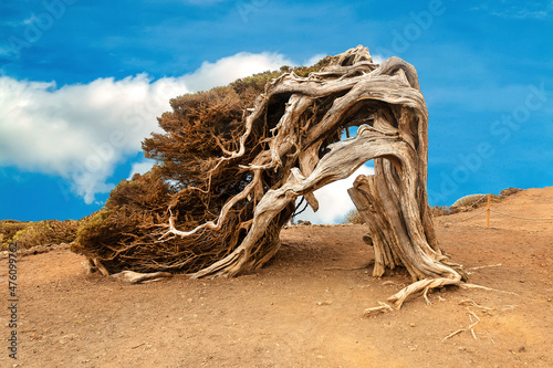 Fotografie Typical tree of the island El Hierro, called Sabina