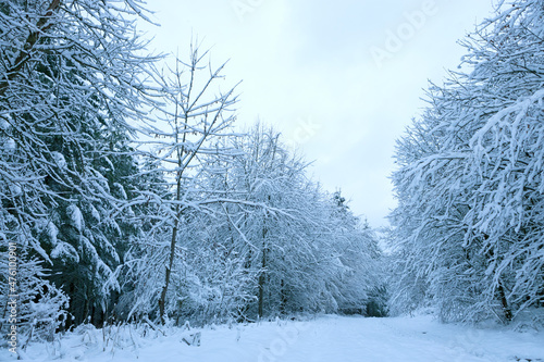 Winter landscape with white trees covered with snow .